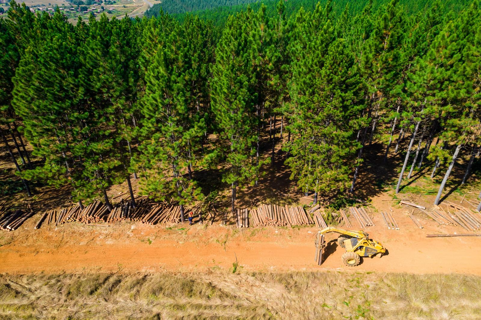 South African forest canopy