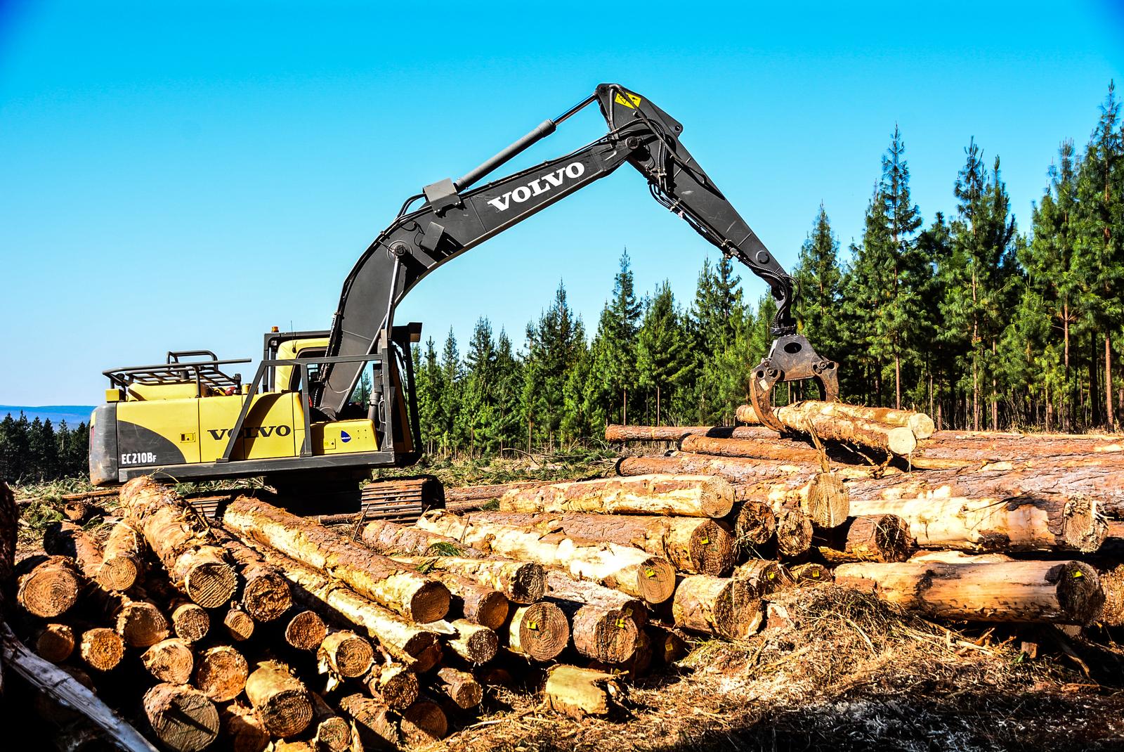 Forest canopy aerial view