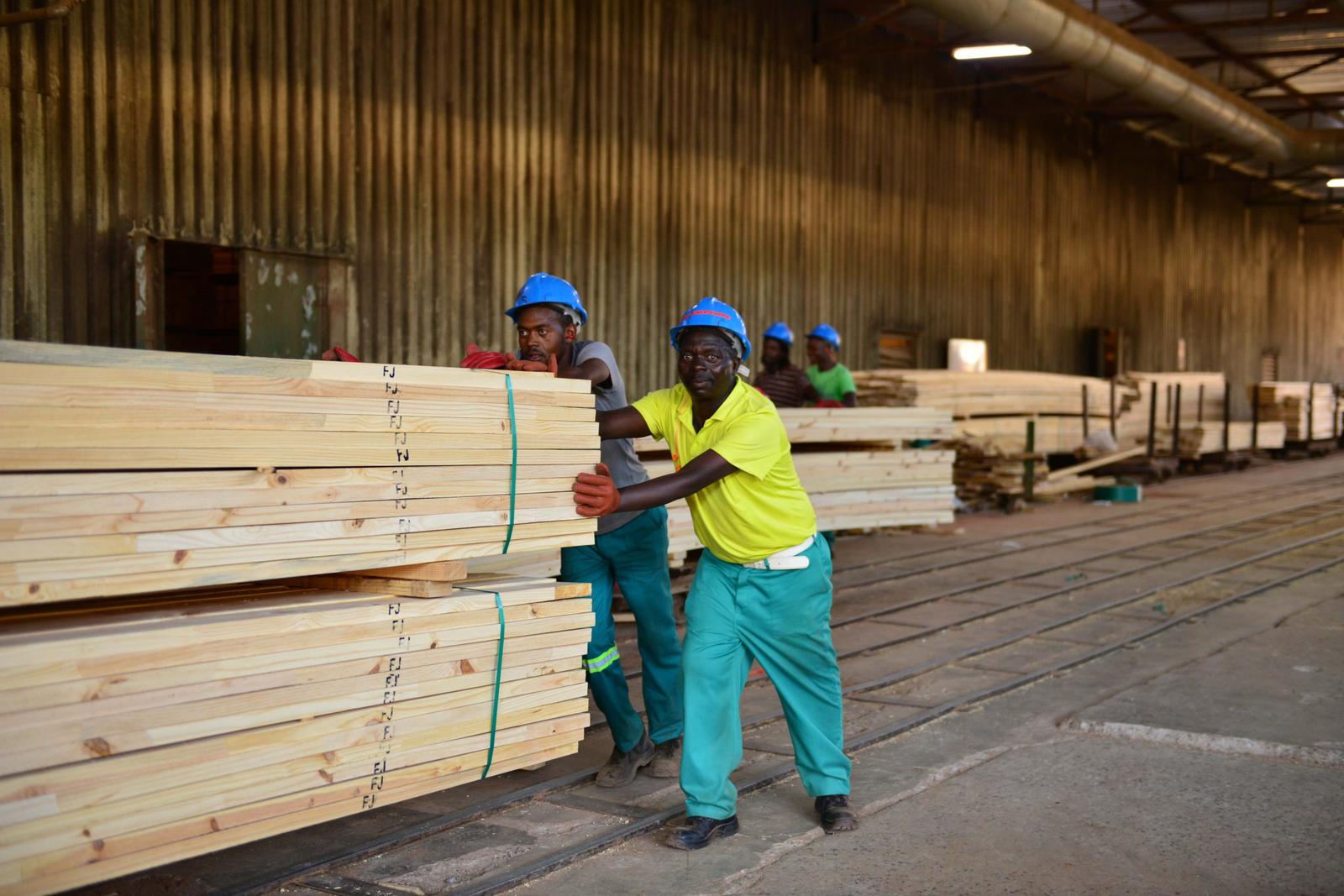 Forestry worker portrait